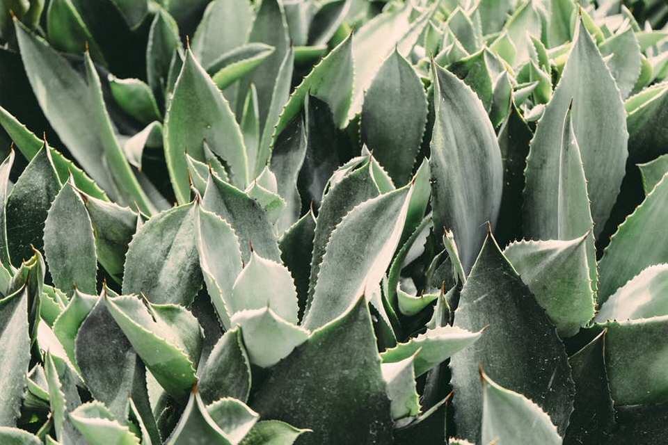 L'aloe vera e i suoi principali benefici