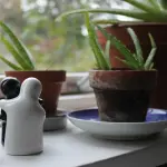 La dieta dell'aloe: depurarsi naturalmente