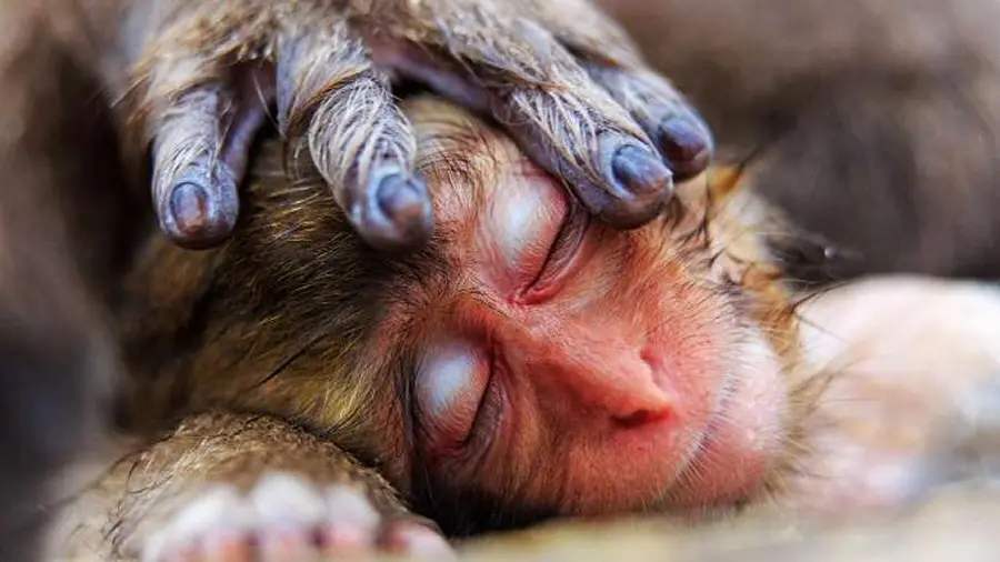 CinemAmbiente e Asian Film Festival: a Torino e Bologna tornano i festival del cinema green e orientale