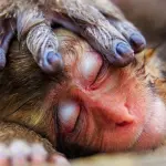 CinemAmbiente e Asian Film Festival: a Torino e Bologna tornano i festival del cinema green e orientale