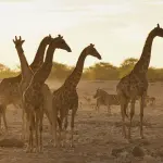 Mutamenti climatici: le immagini di come è cambiata la Terra