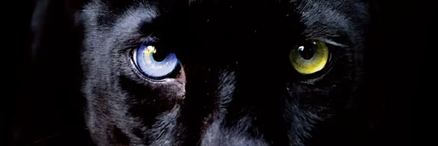 Noir in Festival si rinnova e approda a Como e Milano