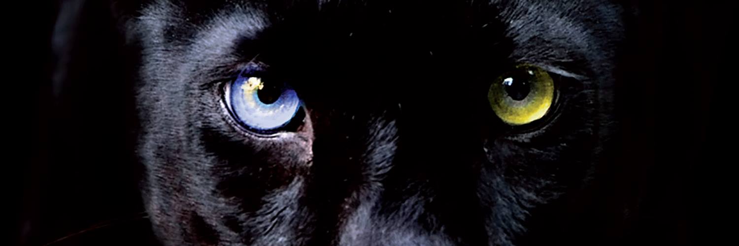 Noir in Festival si rinnova e approda a Como e Milano