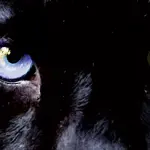 Noir in Festival si rinnova e approda a Como e Milano