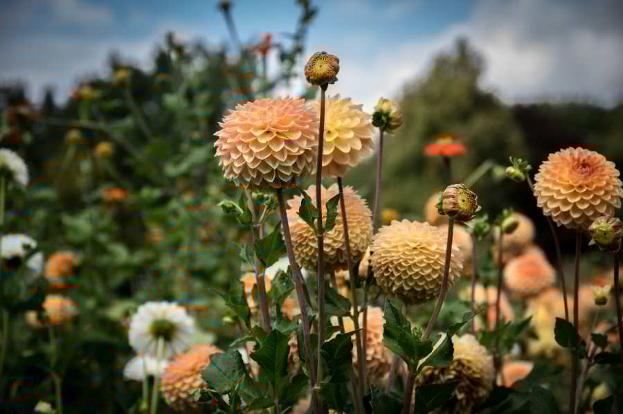 Bulbi di Dalia: eleganza, bellezza e lusso in unico straordinario fiore