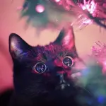 Musica di Natale: la playlist alternativa